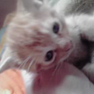 ありがとうございます！ご近所で里親になっていただきました。