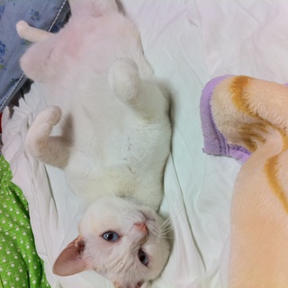 ソラです。大至急里親募集です！