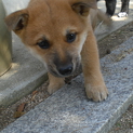 優しい飼い主さんと出会えました。どうもありがとうございました。9月8日生まれの子犬です。