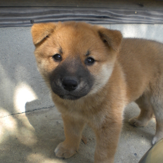 9月8日生まれの子犬です。