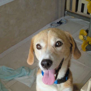 お願いします！