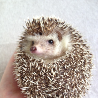 いったん募集を終了させていただきます。