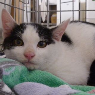 仔猫の里親様を募集しています!!!!