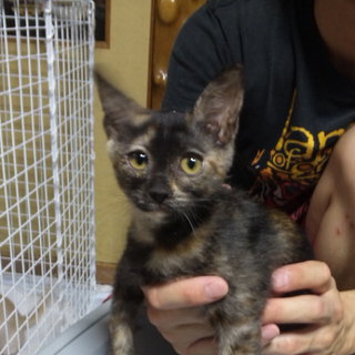 さび柄の子猫の里親を募集します！
