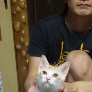 茶トラの子猫の里親を募集しています！