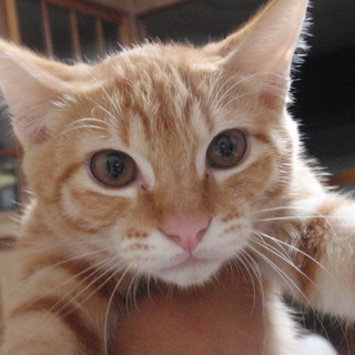 新しいお家が見つかりました。有難うございました。