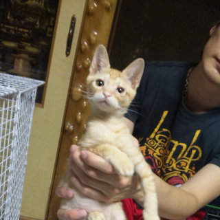 かわいい茶トラです（ふくふくした全身茶トラ）