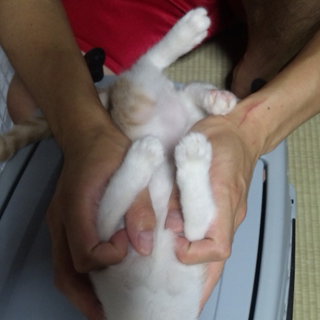 ミルクティー色の子猫の里親を募集します！