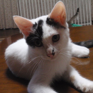 急募!!人慣れしているのでよろしくお願います。