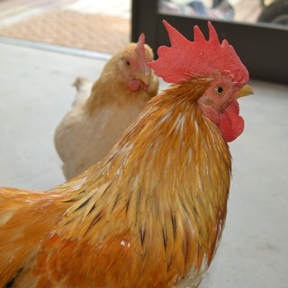 猩々　チャボ　チャ－ミングなオンドリ