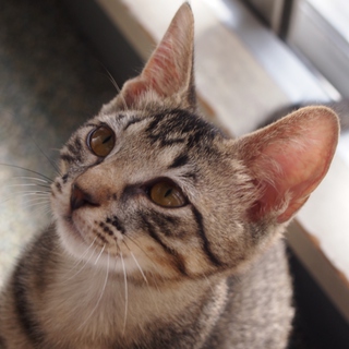 でら！むくり！