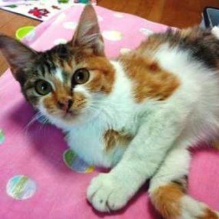 可愛い三毛猫♀3ヶ月