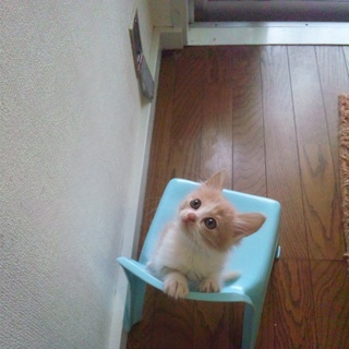 里親サン募集です！