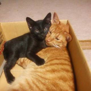 声がかわいい黒猫くん。