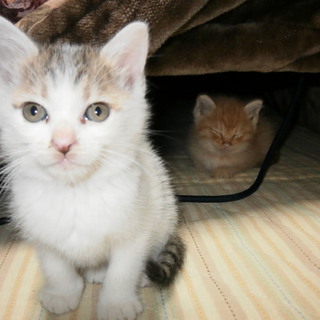 人懐こい子猫たち、一匹だけでもお願いします。①