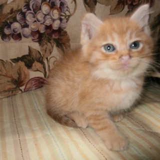 人懐こい子猫たち、一匹だけでもお願いします。②