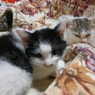 人懐こい子猫たち、一匹だけでもお願いします。③