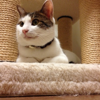 キジ白・男の子・王子くん