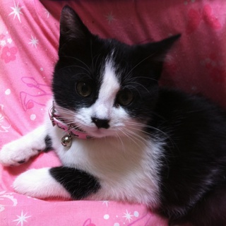 モモです。大至急里親募集中です！