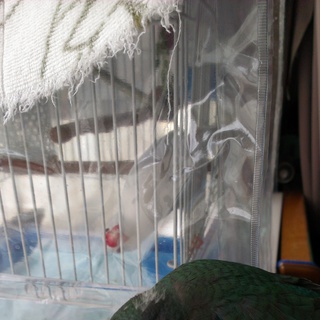 ヒムネキキョウインコの若鳥