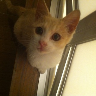 綺麗な茶白猫さん