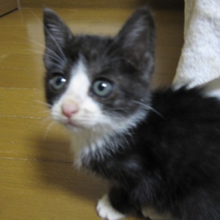 強運の持ち主、1.5ヶ月子猫