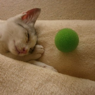 おなまえはまだない仔猫ちゃんです