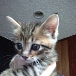 泣き虫☆甘えん坊の男の子のママを探しています！！