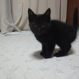 子猫の里親様を募集します