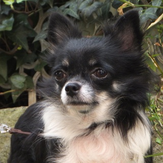 きれいなチワワ女の子