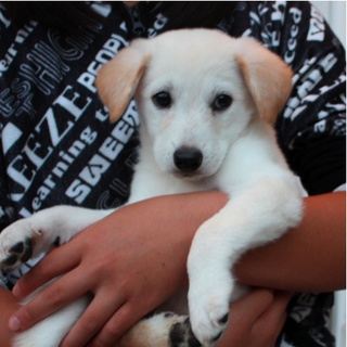 猫１５匹成犬４匹子犬５匹の多頭飼い崩壊