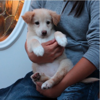 猫１５匹成犬４匹子犬５匹の多頭飼い崩壊