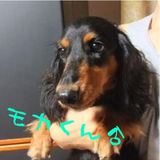 ダックス多頭飼い崩壊の「モカくん」ご家族募集。