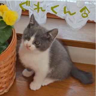 ツートン子猫２ヶ月弱の家族募集。