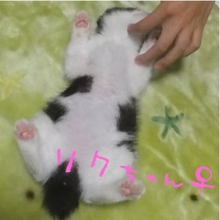 幼稚園で小学生が保護したリクちゃん家族募集中！