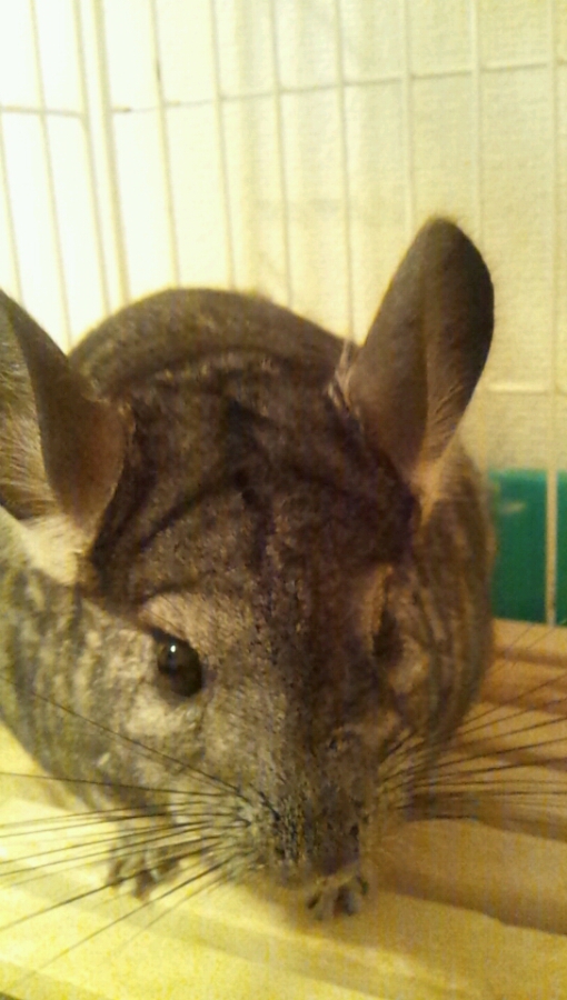 チンチラの里親さん募集！ サムネイル2