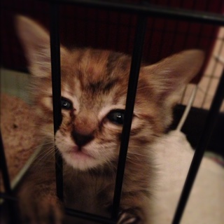 可愛い茶トラ＆サビの女の子です！