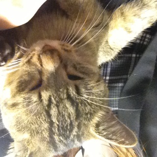 甘えん坊さん(*･ω･*)