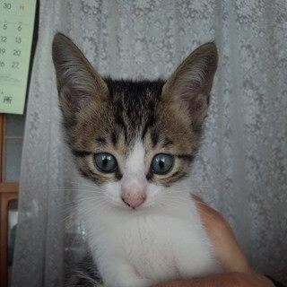 亡くなったため募集終了します