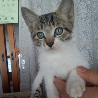 里親決まりました。