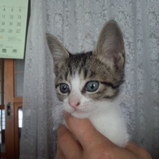 里親決まりました