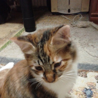 里親様を探しています