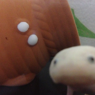 再募集☆大福饅頭みたいなかわいさです。≫( ´ ▽ ` )≪ウーパールーパー