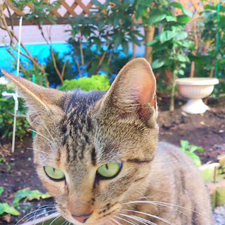 可愛いキジトラ柄の女の子です(*^^*)♪