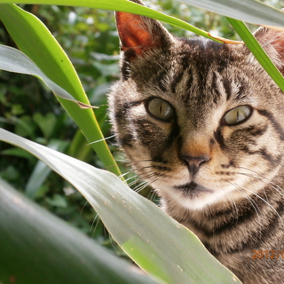 ごはん大好き（●＾o＾●）