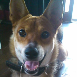 中型犬　おとなしくて賢いです