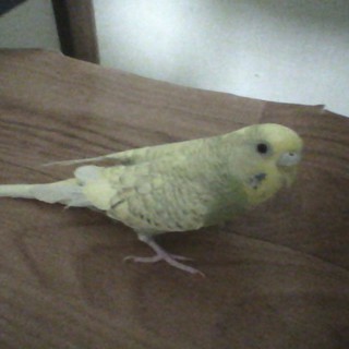 アレルギー発症の為、里親募集