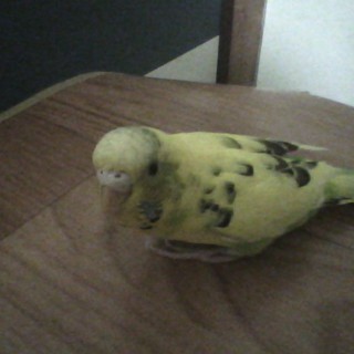 アレルギー発症の為、里親募集