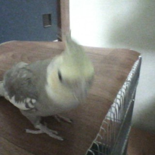 アレルギー発症の為、里親募集