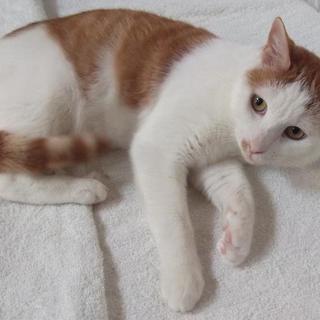 器量よしの美猫くん♪